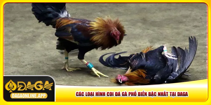 Các loại hình coi đá gà phổ biến bậc nhất tại Daga Các loại hình coi đá gà phổ biến bậc nhất tại Daga