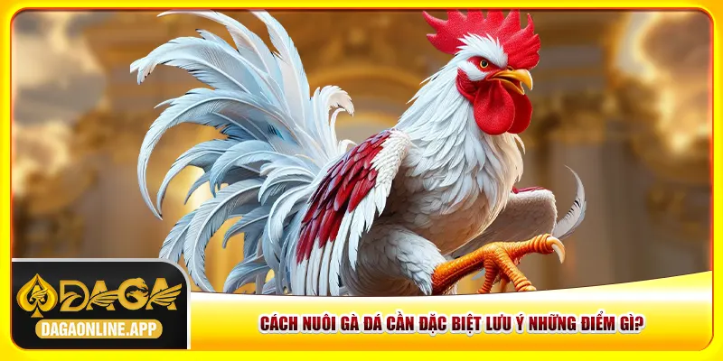 Cách nuôi gà đá cần đặc biệt lưu ý những điểm gì? Cách nuôi gà đá cần đặc biệt lưu ý những điểm gì?