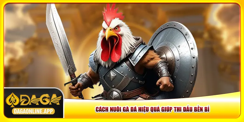 Cách nuôi gà đá hiệu quả giúp thi đấu bền bỉ Cách nuôi gà đá hiệu quả giúp thi đấu bền bỉ