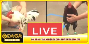 Coi Đá Gà - 5 Bước Đơn Giản Nhất Để Theo Dõi Trận Đấu