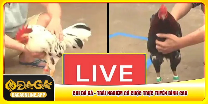 Coi Đá Gà - 5 Bước Đơn Giản Nhất Để Theo Dõi Trận Đấu