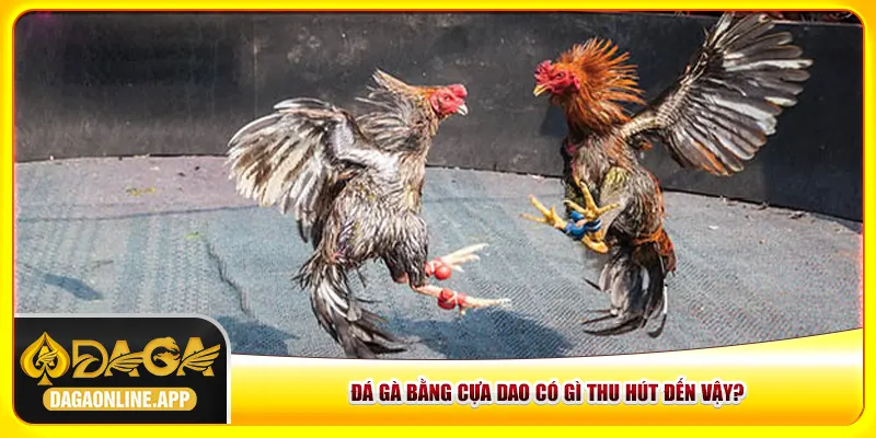 Đá gà bằng cựa dao có gì thu hút đến vậy? Đá gà bằng cựa dao có gì thu hút đến vậy?