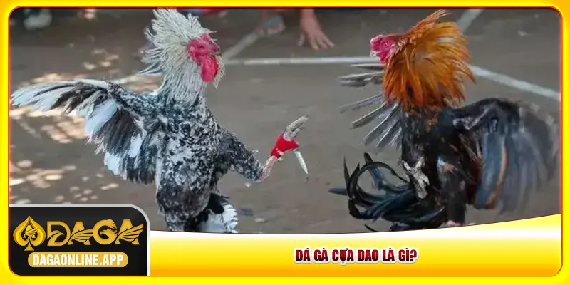 Đá gà cựa dao là gì? Đá gà cựa dao là gì?