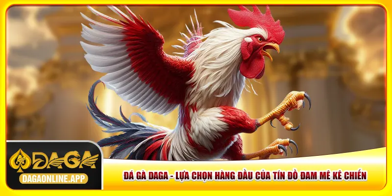 Đá Gà Daga - Lựa Chọn Hàng Đầu Của Tín Đồ Đam Mê Kê Chiến