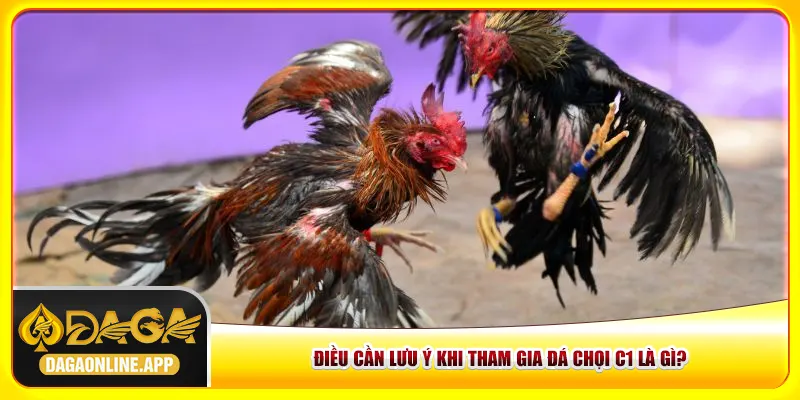 Điều cần lưu ý khi tham gia đá chọi C1 là gì? Điều cần lưu ý khi tham gia đá chọi C1 là gì?