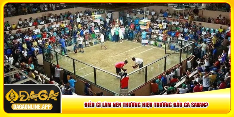 Điều gì làm nên thương hiệu trường đấu gà Savan? Điều gì làm nên thương hiệu trường đấu gà Savan?