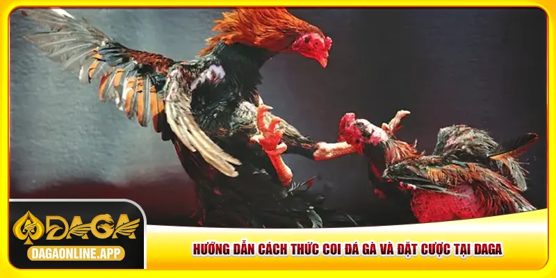 Hướng dẫn cách thức coi đá gà và đặt cược tại Daga Hướng dẫn cách thức coi đá gà và đặt cược tại Daga