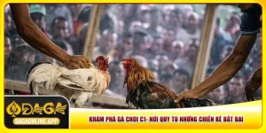Khám Phá Gà Chọi C1- Nơi Quy Tụ Những Chiến Kê Bất Bại