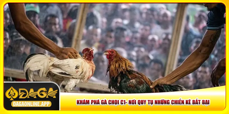 Khám Phá Gà Chọi C1- Nơi Quy Tụ Những Chiến Kê Bất Bại