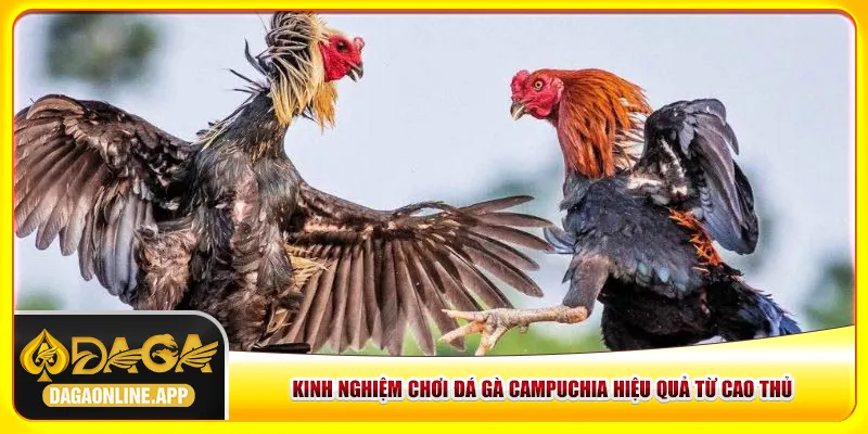 Kinh nghiệm chơi đá gà Campuchia hiệu quả từ cao thủ Kinh nghiệm chơi đá gà Campuchia hiệu quả từ cao thủ