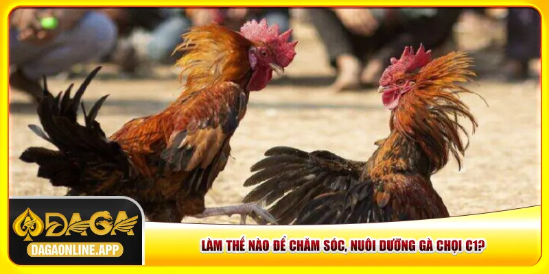Làm thế nào để chăm sóc, nuôi dưỡng gà chọi C1? Làm thế nào để chăm sóc, nuôi dưỡng gà chọi C1?