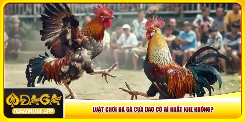 Luật chơi đá gà cựa dao có gì khắt khe không? Luật chơi đá gà cựa dao có gì khắt khe không?