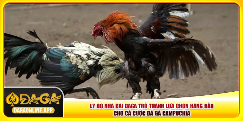 Lý do nhà cái Daga trở thành lựa chọn hàng đầu cho cá cược đá gà Campuchia Lý do nhà cái Daga trở thành lựa chọn hàng đầu cho cá cược đá gà Campuchia