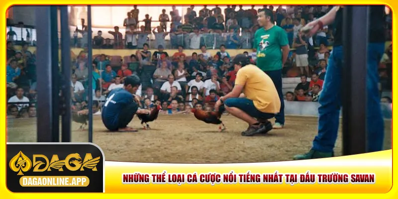 Những thể loại cá cược nổi tiếng nhất tại đấu trường Savan Những thể loại cá cược nổi tiếng nhất tại đấu trường Savan