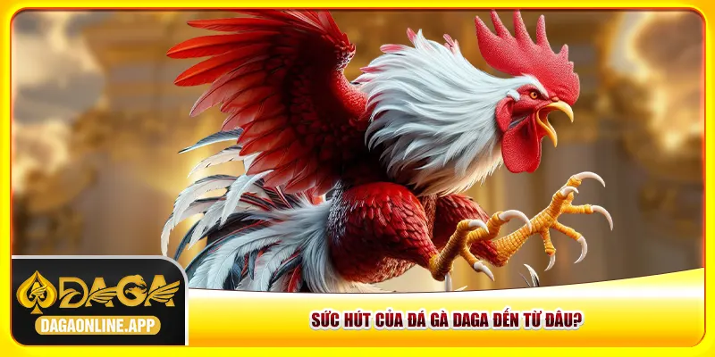 Sức hút của đá gà Daga đến từ đâu? Sức hút của đá gà Daga đến từ đâu?