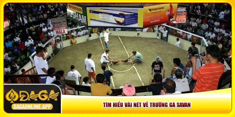 Tìm hiểu vài nét về trường gà Savan Tìm hiểu vài nét về trường gà Savan