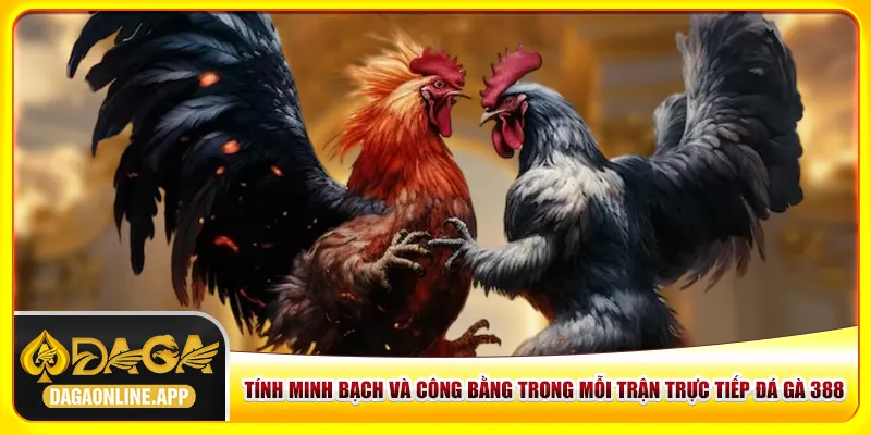 Tính minh bạch và công bằng trong mỗi trận trực tiếp đá gà 388 Tính minh bạch và công bằng trong mỗi trận trực tiếp đá gà 388