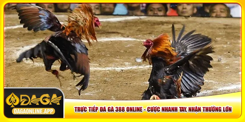 Trực Tiếp Đá Gà 388 Online - Cược Nhanh Tay, Nhận Thưởng Lớn