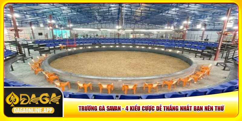 Trường Gà Savan - 4 Kiểu Cược Dễ Thắng Nhất Bạn Nên Thử
