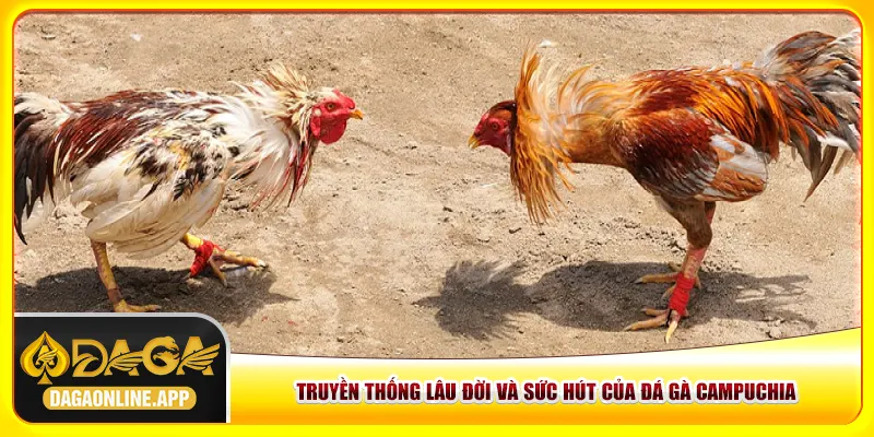 Truyền thống lâu đời và sức hút của đá gà Campuchia Truyền thống lâu đời và sức hút của đá gà Campuchia