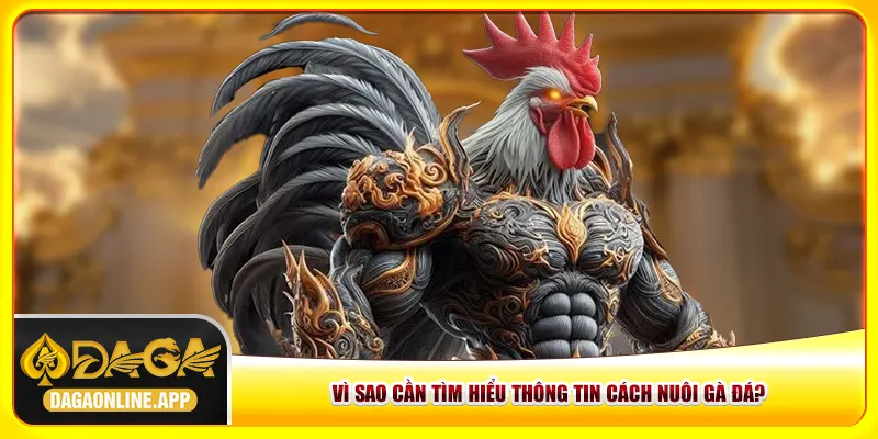 Vì sao cần tìm hiểu thông tin cách nuôi gà đá? Vì sao cần tìm hiểu thông tin cách nuôi gà đá?
